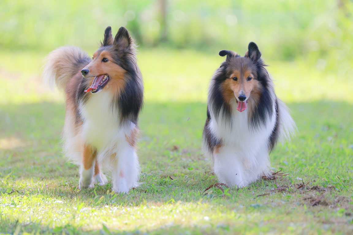 大型犬OK頭数制限なし